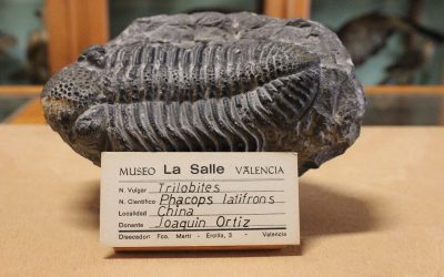 Paseo virtual por el museo: el TRILOBITES