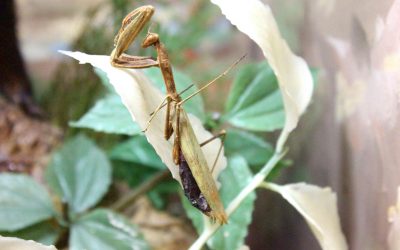 Paseo virtual por el museo: la Mantis Religiosa